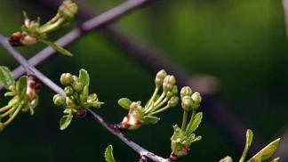 Как обработать сад от вредителей и болезней ранней весной и после цветения